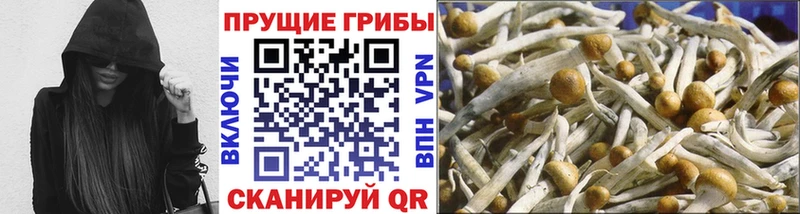 сколько стоит  Пикалёво  Галлюциногенные грибы Psilocybe 